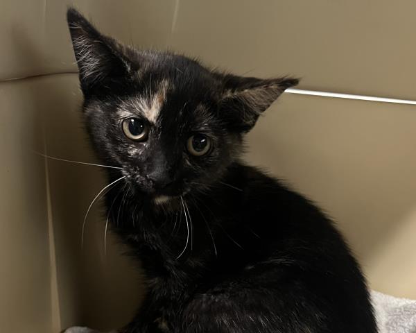 Mckinley - Female - Domestic SH