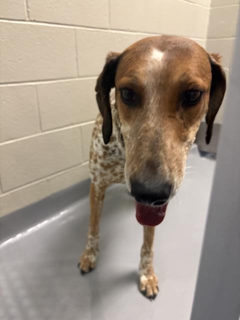Sarabi - Female - Redtick Hound-Greyhound