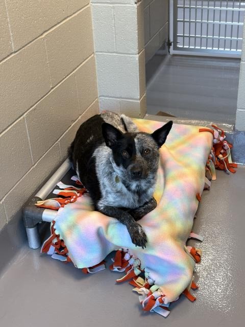 Muffin - Female - Australian Cattle Dog