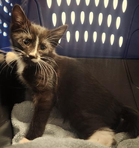 Lincoln - Male - Domestic SH