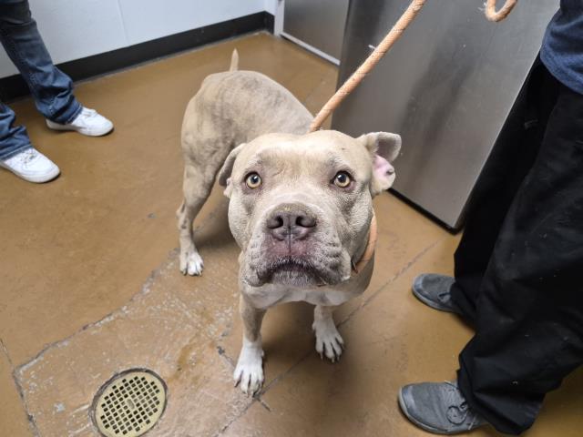 Geode - Male - Pit Bull