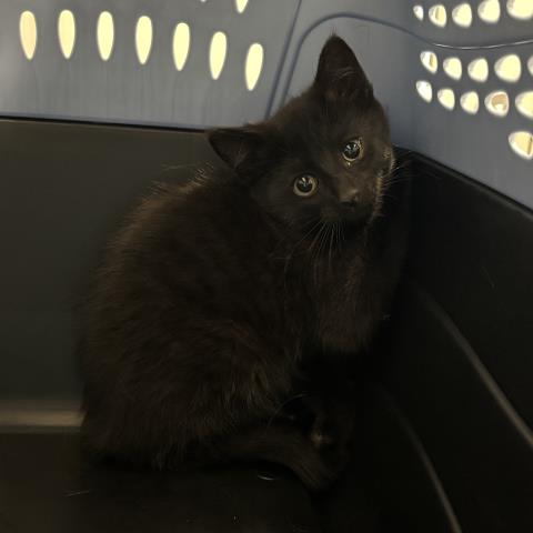  - Female - Domestic SH