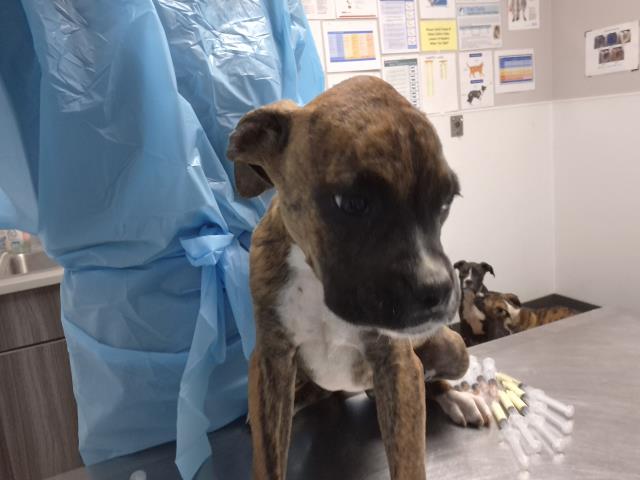  - Male - Boxer
