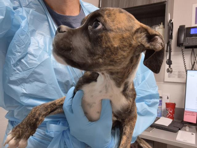  - Male - Boxer