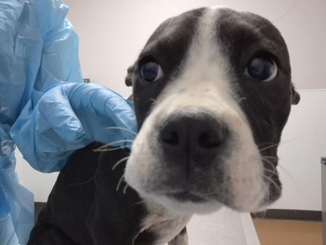  - Female - Boxer