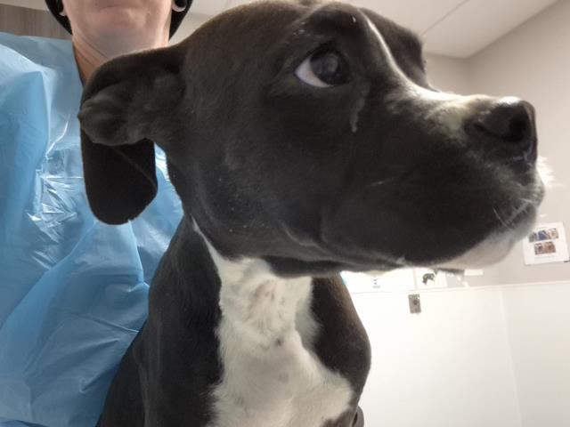 - Male - Boxer