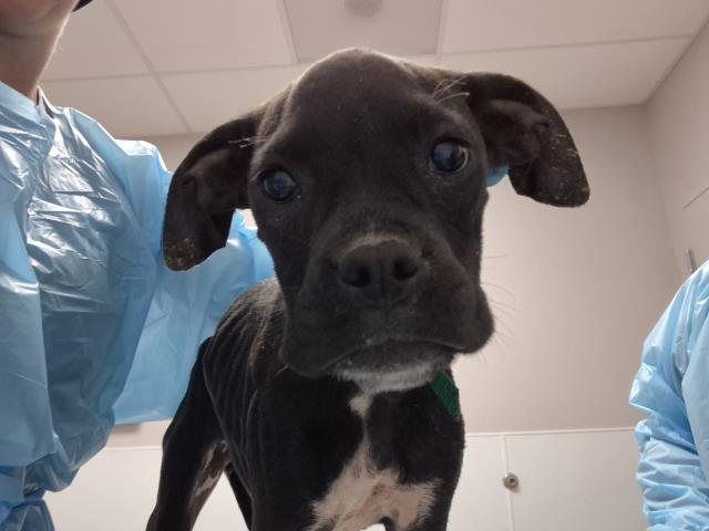  - Female - Boxer