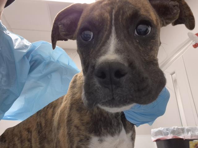  - Male - Boxer