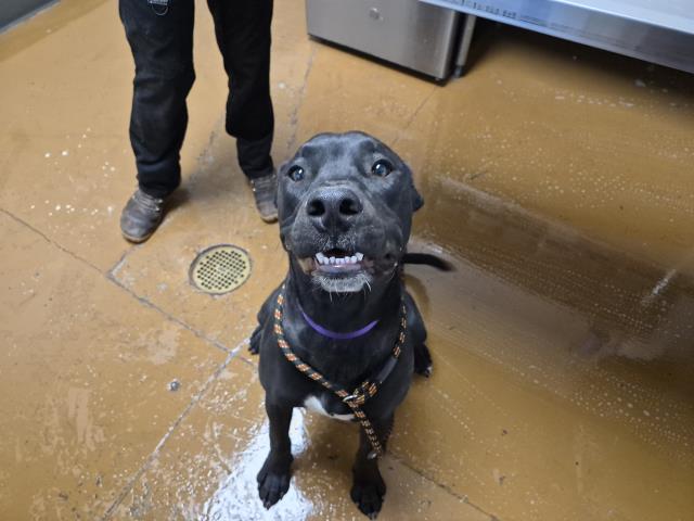 Zeus - Male - Pit Bull
