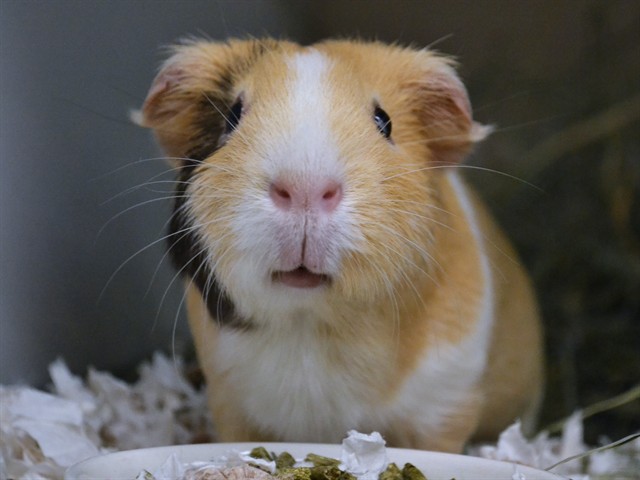 Pb - Female - Guinea Pig