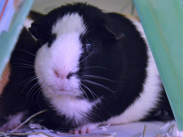Moomoo - Female - Guinea Pig