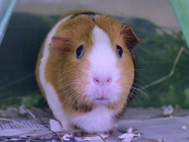 Baby - Female - Guinea Pig