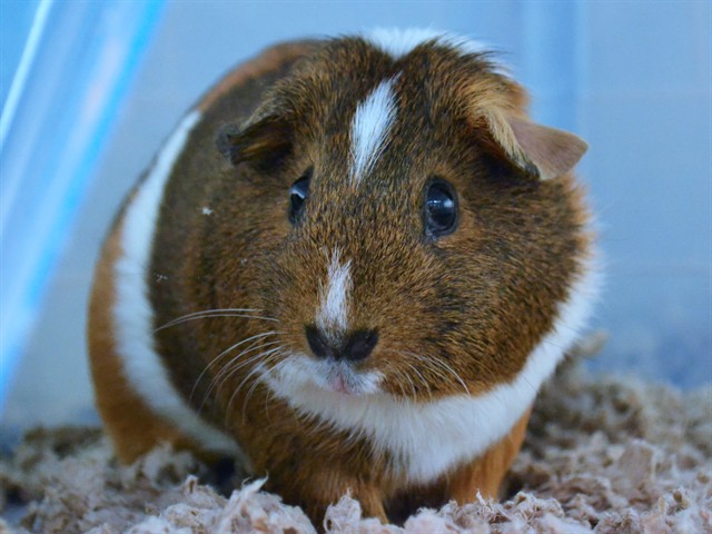 Penny - Female - Guinea Pig