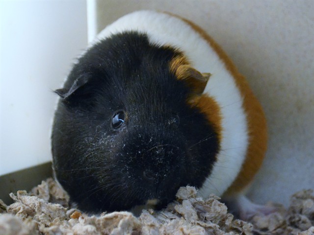 Moxie - Female - Guinea Pig