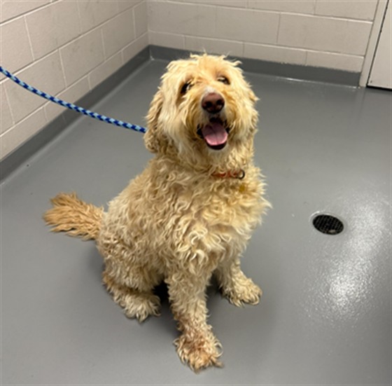Fiona - Female - Golden Retriever-Standard Poodle