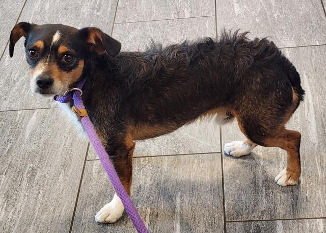 Norbert - Male - Nonspecific-Mix