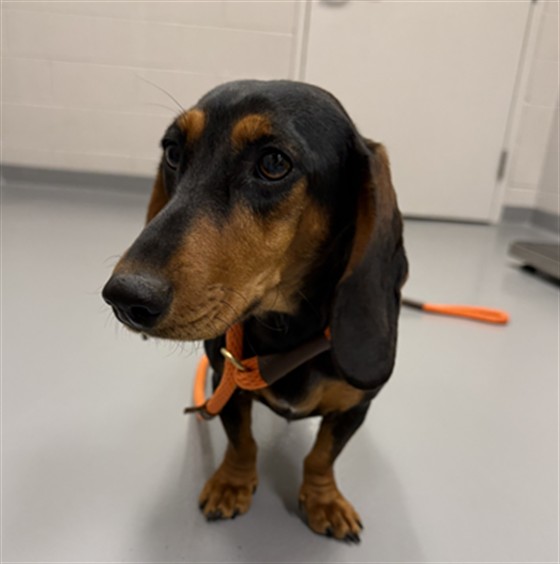 Mint - Female - Standard Dachshund