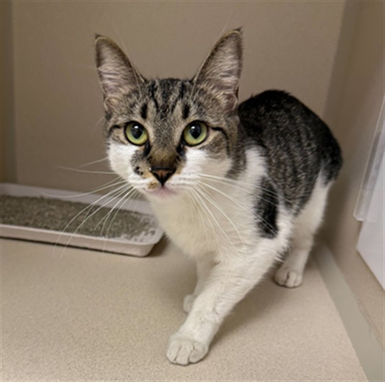 Coco - Female - Domestic SH