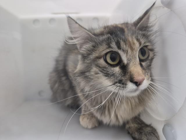 Fluffy - Female - Domestic LH