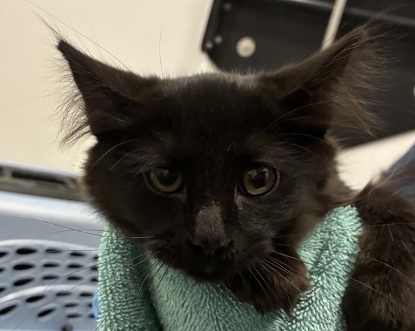  - Male - Domestic MH