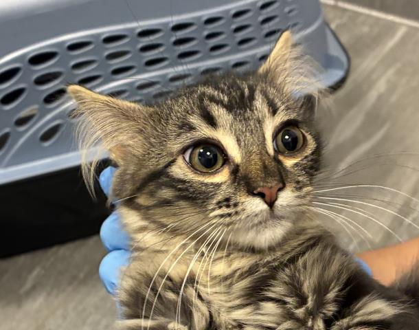  - Female - Domestic MH