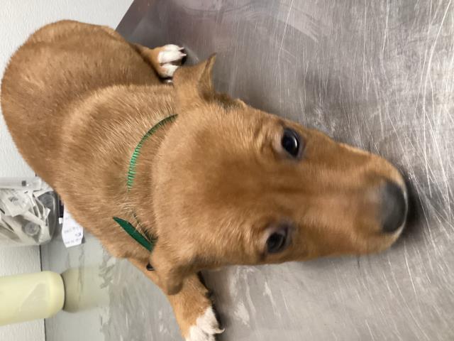 Matilda - Female - Nonspecific