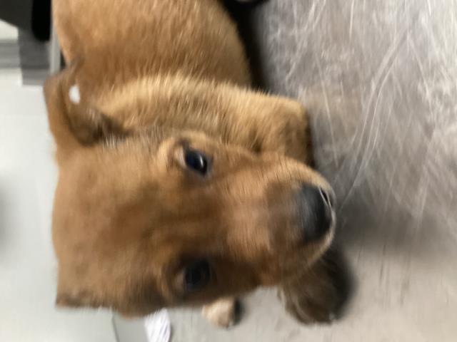 Miss Honey - Female - Nonspecific