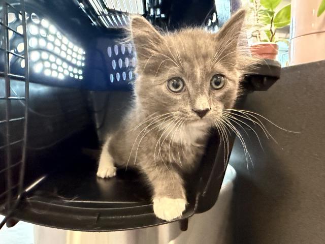 Ares - Male - Domestic MH