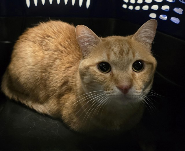 Petey - Male - Domestic SH