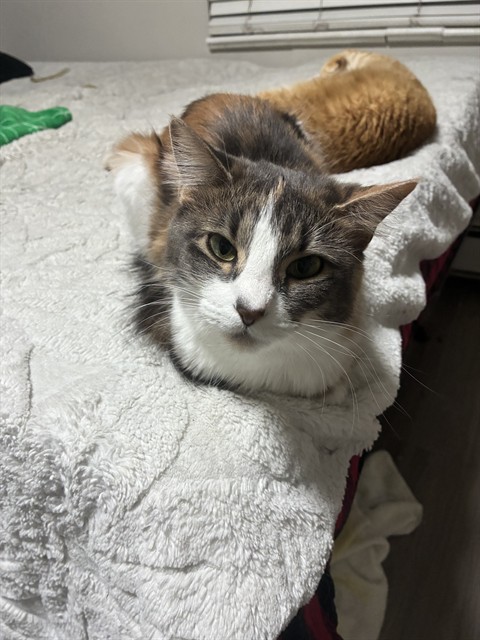 Dumpling - Female - Domestic SH