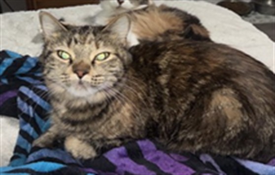 Nova - Female - Domestic SH