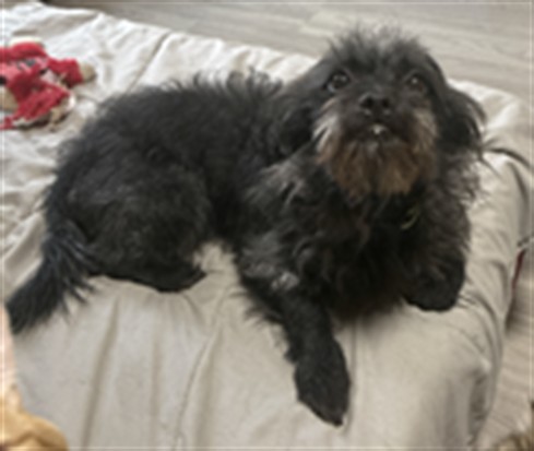Roscoe - Male - Terrier-Mix