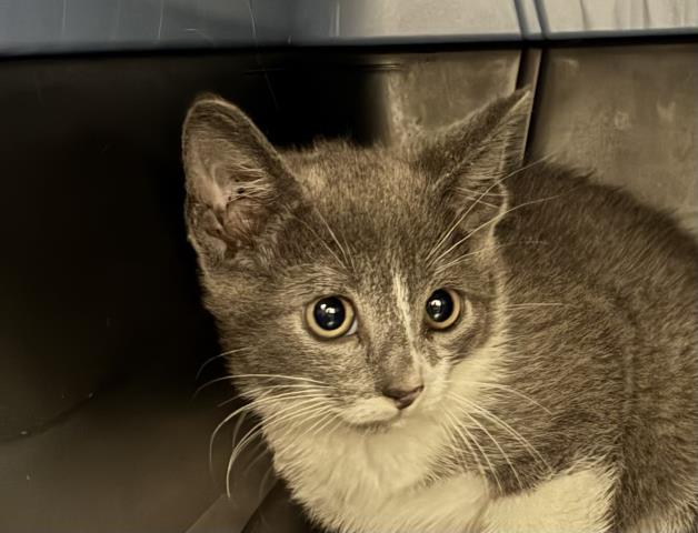 Harrison - Male - Domestic SH