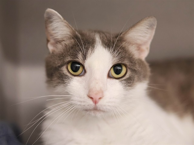Nancy - Female - Domestic SH
