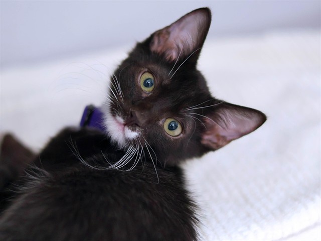 Half N Half - Male - Domestic SH