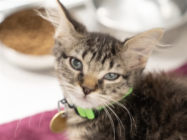 Shenanigan - Female - Domestic SH