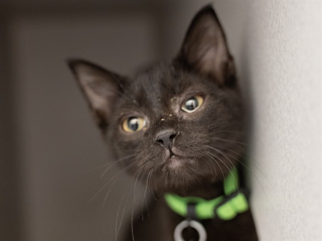 Havoc - Female - Domestic SH