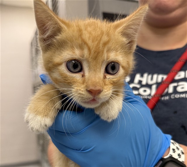 Cherry Bomb - Male - Domestic SH