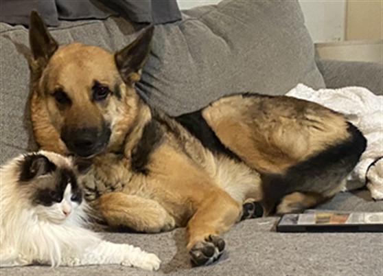 Titan - Male - German Shepherd