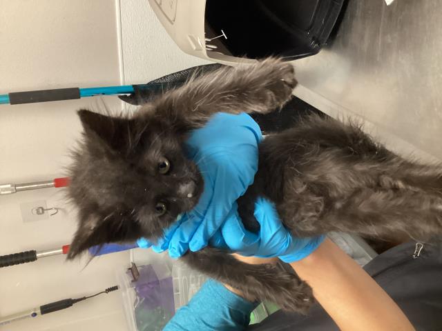 Pickle Jar - Male - Domestic LH