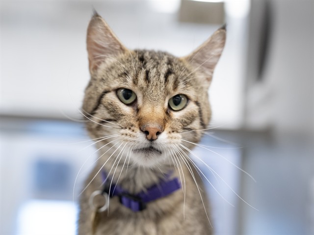Maverick - Male - Domestic SH