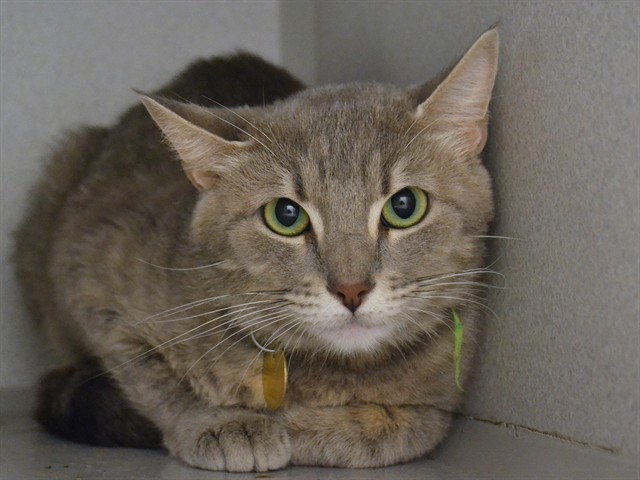 Smokey - Female - Domestic SH