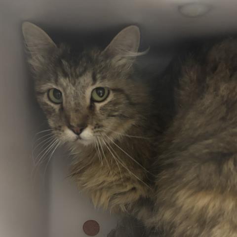 Hermit - Unknown - Domestic MH