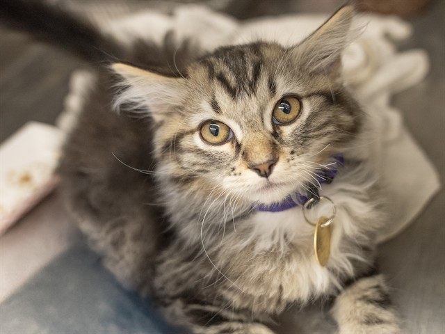 Adams - Male - Domestic MH