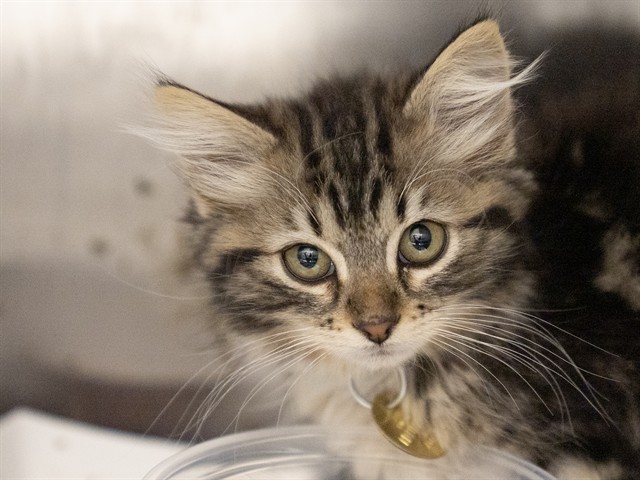 Madison - Female - Domestic MH