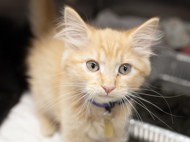 Washington - Male - Domestic MH