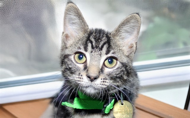 Queso - Female - Domestic SH
