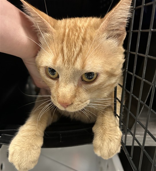 Ted - Male - Domestic SH