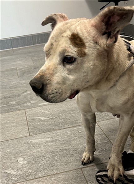 Girly Pop - Female - Pit Bull-Mix