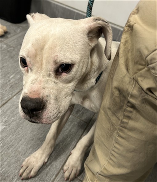 Penny - Female - Pit Bull